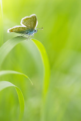 papillon les ailes ouvertes sur un brin d'herbe