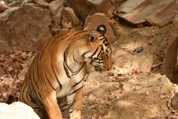 A female Royal bengal tiger in the nature habitat