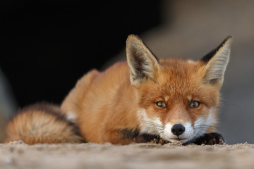Red fox portrait picture in nature