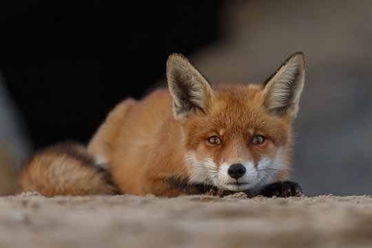 Red fox portrait picture in nature