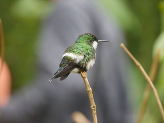 grüner Kolibri