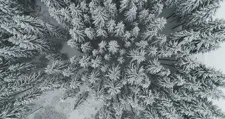 Drone photo snow covered trees, winter nature beautiful Europe aerial view pine forest mountain, season travel white frozen nature idyllic