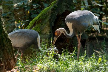 The white-naped crane (Antigone vipio) is a bird of the crane family.