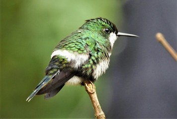 grüner Kolibri