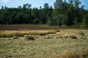 Hay making in the summer