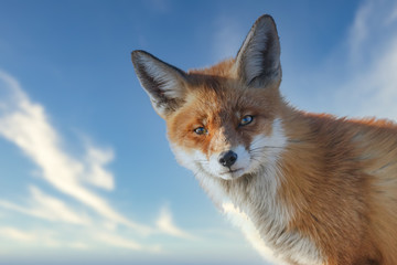 Red fox portrait iwth a nice sky in the bakground.