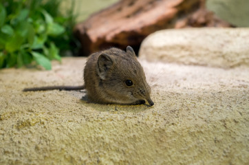 The round-eared elephant shrew (Macroscelides proboscideus) or round-eared sengi is a species of elephant shrew (sengi) in the family Macroscelididae.