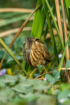 Yellow Bittern