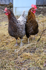 Huhn im Hühnerstall auf Stroh