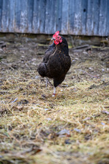 Huhn im Hühnerstall