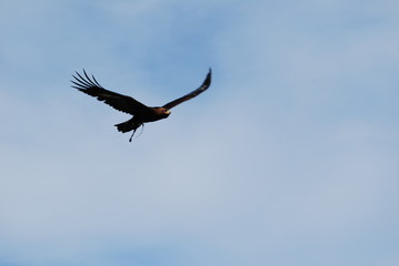 Eagle flying