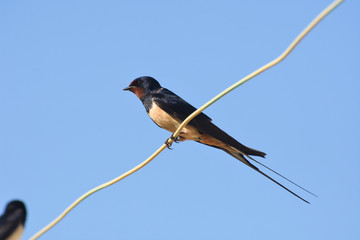 Swallow (bird) on wire over blue sky. Barn swallow in Europe in spring, migratory bird