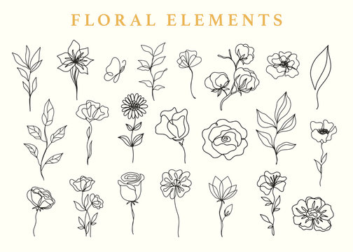 Floral elements set, botanical drawings