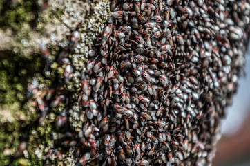 Lime seed bug (Oxycarenus lavaterae) is a species of ground bug of the family Lygaeidae, subfamily Oxycareninae.