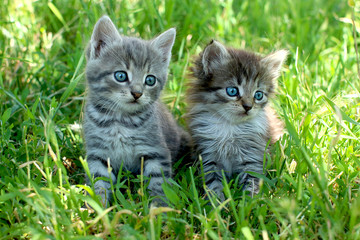 Two little striped kittens with blue eyes on green grass