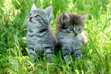 Naklejka na ściany i meble Two little striped kittens with blue eyes on green grass