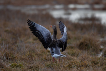 goose flapping with wings