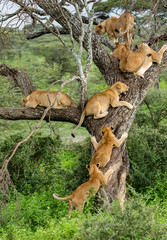 Family outing of lion pride on the tree
