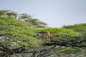Lion cub on the tree