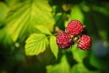 Raspberries in the sun. Red raspberries. Raspberries on a branch in the garden. Red berry with green leaves in the sun. Photo of ripe raspberries on a branch.