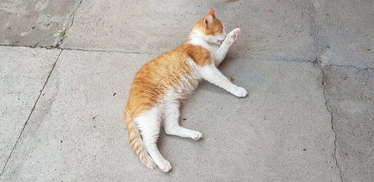 Red And White House Cat Lying