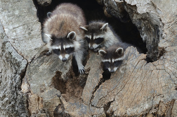 Raccoon Kits