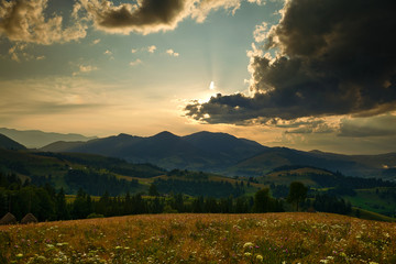 Obraz na płótnie Canvas Golden sunset in carpathian mountains - beautiful summer landscape, spruces on hills, dark cloudy sky and bright sun light, meadow and wildflowers
