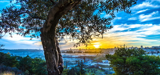Fototapeta premium Drzewo oliwne na Górze Oliwnej z widokiem na Stare Miasto w Jerozolimie o zachodzie słońca