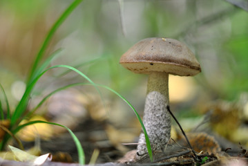 Picking mushrooms in the forest