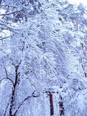 hoarfrost on branches of trees. Winter landscape