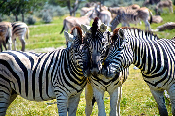 Liebevolle Gruppe von Zebras Namibia