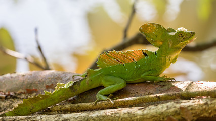 Basil (or Jesus Christ lizard), on a branch over water
