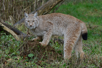 Naklejka na ściany i meble European Lynx