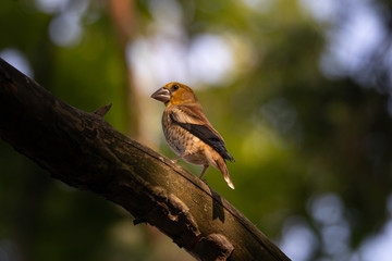 hawfinsh on a branch