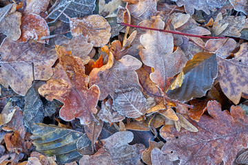 Dekoratives buntes Herbstlaub mit Eiskristallen nach dem ersten Frost