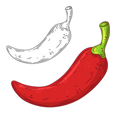 Hand drawn doodle red chilli pepper. Vector illustration isolated on white background. Design element.