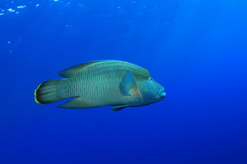 Fototapeta premium Napoleon fish