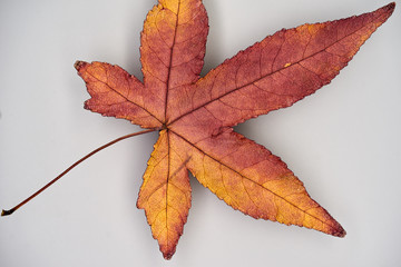 Dekorative Nahaufnahme von einem Blatt des Amerikanischen Amberbaumes (Liquidambar styraciflua L.) 