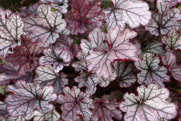 Beautiful figured leaves of a heuchera in silvery and claret tones create a continuous original background.