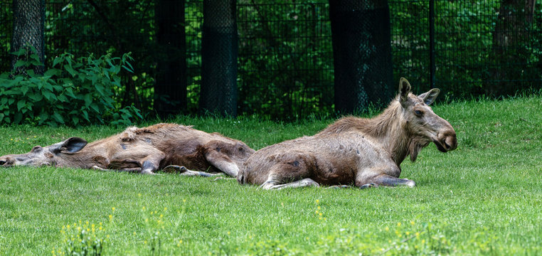 European Moose, Alces alces, also known as the elk © rudiernst