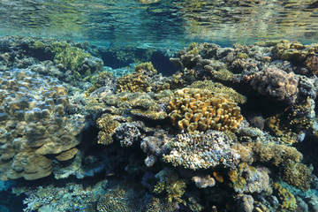 Coral reef in the Red Sea
