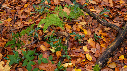 Herbstlaub im Wald