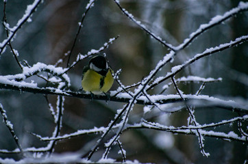 Titmouse on a branch in the winter forest.