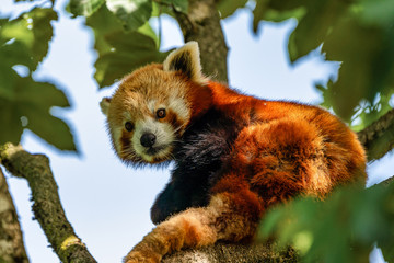 The red panda, Ailurus fulgens, also called the lesser panda.