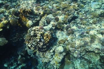 Fototapeta na wymiar Anchor rope on coral block