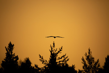 Osprey gliding in sunset