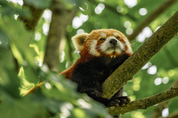 The red panda, Ailurus fulgens, also called the lesser panda.