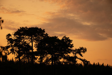 osprey nest in sunset