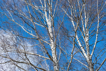 Lush birch trees without leaves in early spring