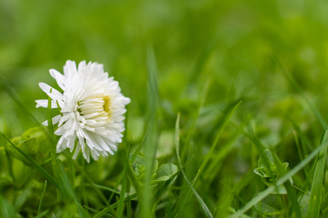 Portrait of a White Daisy